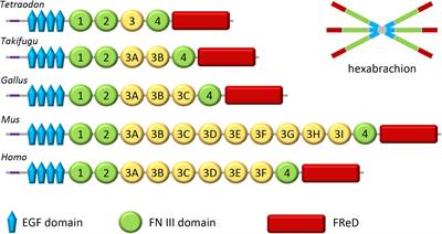 The Expression and Possible Functions of Tenascin-W During Development and Disease